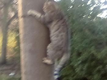 Pixie having fun running up tree