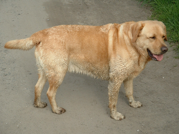 Wet male Labrador dog
