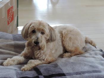 Seamus on his huge bed!