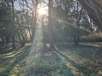 Sunlight through trees