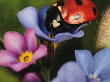 Ladybird on forget-me-not