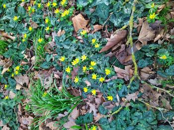 Yellow aconites growing in a patch