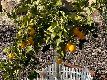 Minature yard citrus tree