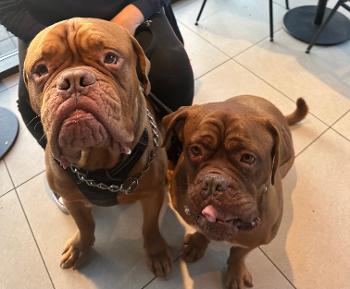 Waiting nicely for their puppachino! 🥰 