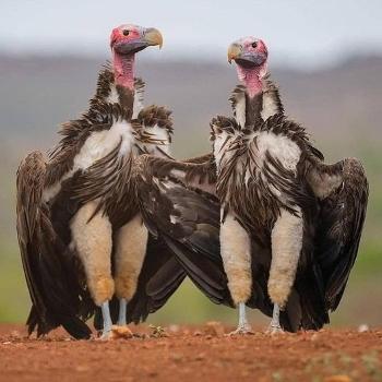 two vultures showing off their leggings