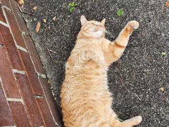 A ginger cat basking in the street