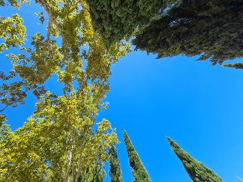 treetops against a blue sky