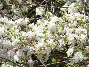 blossoms on a hawthorn tree