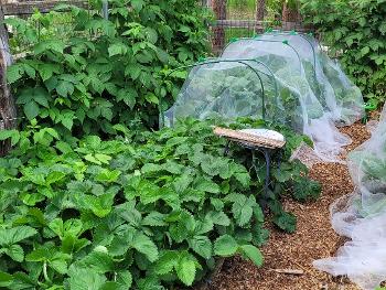 Veggie garden