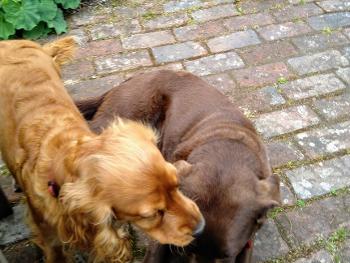 A chocolate lab and a roan spaniel hanging about on the patio waiting for tip bits