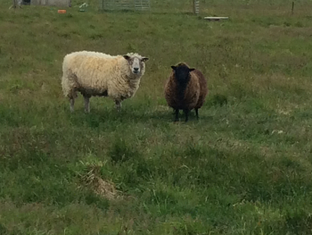 2 sheep