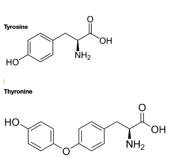 Shows molecular diagrams of tyrosine and thyronine