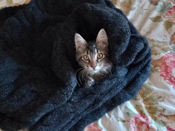 Moxie, my kitten popping out of my sweater.