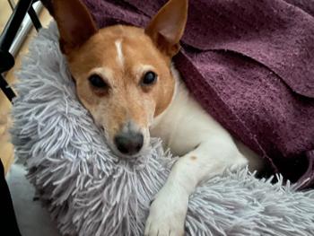 Dog in his bed