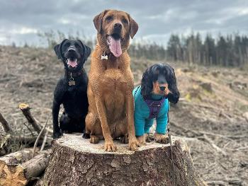 Skye ( in the teal fleece) with his running mates 
