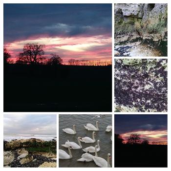 Collage of photos including a sunset, swans  and  beach scenes with chalk cliffs