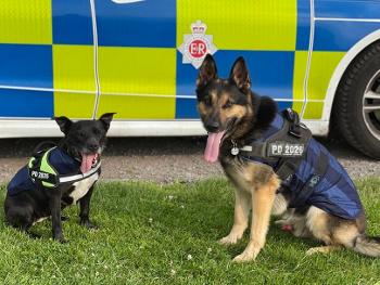 A photo of Police Dogs Quest a German Shepard dog and Stella a Staffordshire Bull Terrier