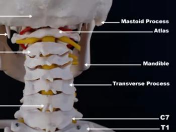 Skeletal image of neck 