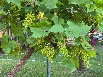 Soave grape variety!
Please don't be boring, Life is too short.