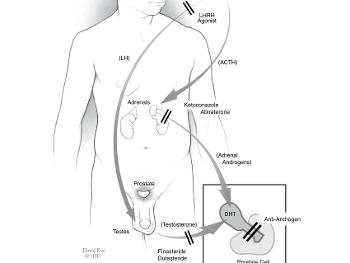 Walsh hormone diagram