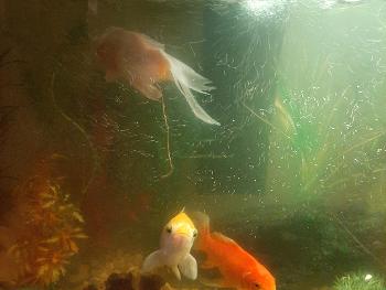 Old goldfish