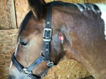 Pony with open wound on cheek.
