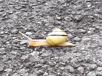 Yellow snail on a mission