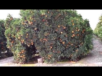 Orange trees with blooms and fruit at the same time.