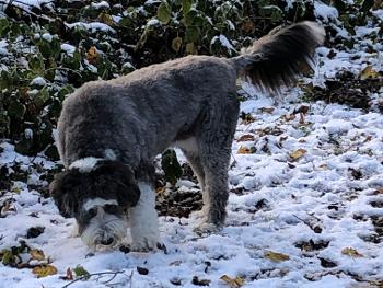 Sheepdog in snow.