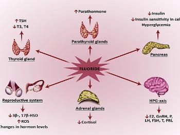 Effect of fluoride on endocrine tissues and their secretory functions - diagram