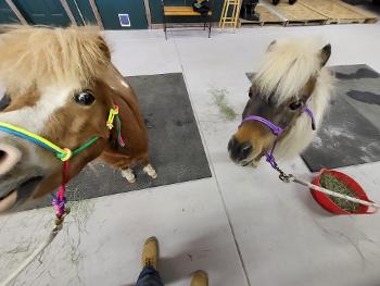 Two miniature horses 
