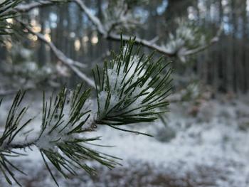 Snow on fir tree
