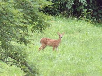 fawn in field