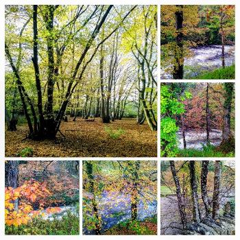 Collage of trees in autumn, leaves shades of  green, golden, red, brown and yellow 