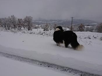 Dog contemplating snowy countryside