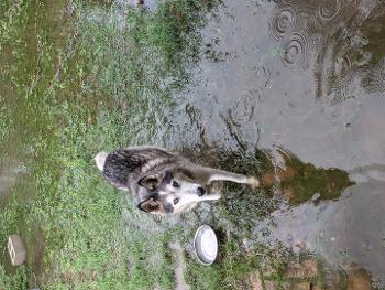 Photo of a husky dog walking around in flooded yard. 