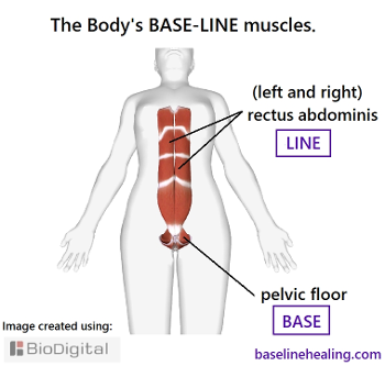 Base-Line muscles.  Pelvic floor solid base of the body, rectus abdominis central line.