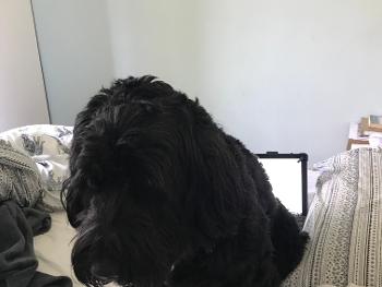 Black dog on white bed