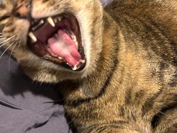 Yawning kitty 