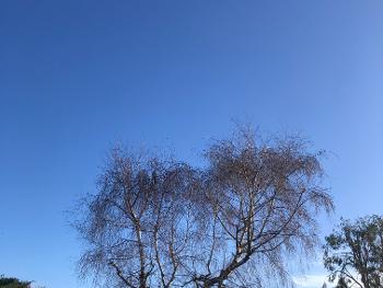 Morning colour photo of tree and blue sky