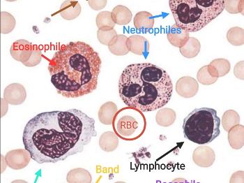 The morphology of blood