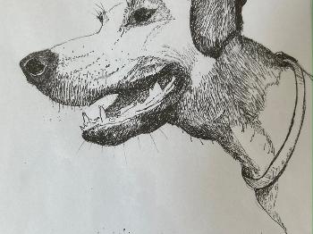 Black ink sketch on white paper of Rigby the Rhodesian Ridgeback.