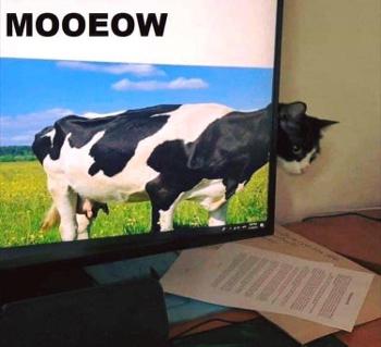 Cow with cats head
