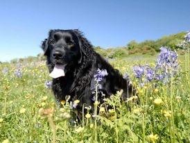 Black dog on a bluebell strewn hillside on a sunny day.