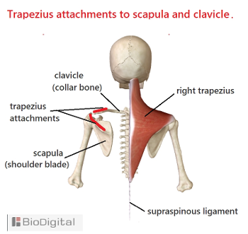 trapezius muscles, aligning the upper body