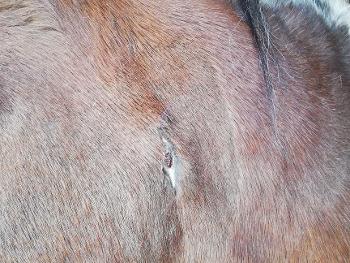 Pony with small scar on neck 
