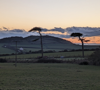 A sunset over fields with two oddly shaped trees.