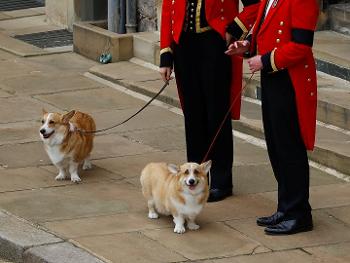 The Queen's dogs saying goodbye