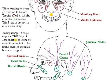 Black and white diagram of position of sinuses both face on and in profile 