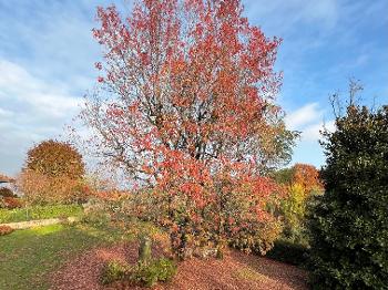 The beautiful colors of the trees in autumn 🍂.
Liquidambar or American Storax.